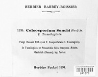Coleosporium tussilaginis image